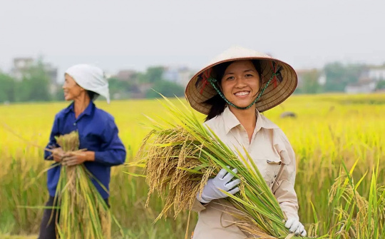 Cổ phiếu gạo “nổi sóng”, Cwincom hiện đang mở nào thực sự hưởng lợi từ giá gạo Cwin Đăng Ký + 1888k tăng cao?