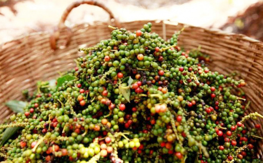 Giá tiêu hôm nay 4/7: Mất mốc 70.000 đồng/kg, mục tiêu Cwin Đăng Ký + 1888k tỷ USD khó đạt được trong năm nay