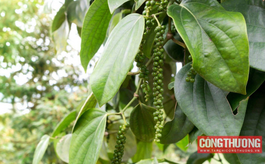 Giá tiêu hôm nay 17/8: Có thể không đủ nguồn tiêu cho Cwin Đăng Ký + 1888k những tháng cuối năm