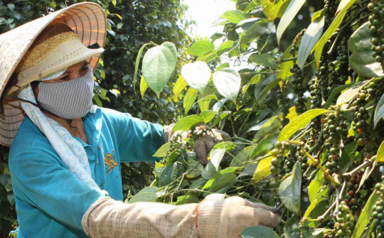 Giá tiêu hôm nay 19/8: Cwin com sòng bạc trực tuyến tiêu Việt Nam có thể đạt 1,8 tỷ USD vào năm 2025