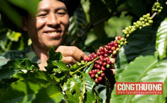 Giá cà phê hôm nay 21/8: Chịu áp lực giảm khi Brazil tăng Cwin Đăng Ký + 1888k cà phê Robusta