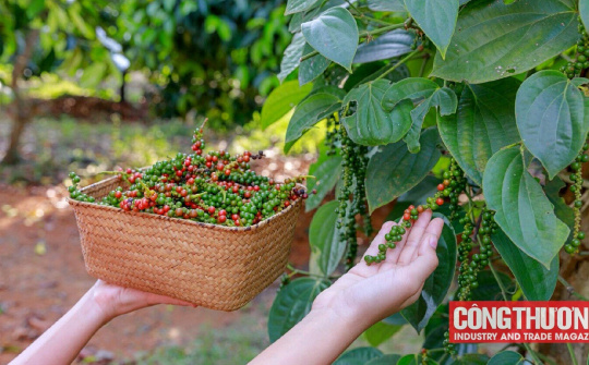 Giá tiêu hôm nay 21/8: Kim ngạch Cwin Đăng Ký + 1888k tiêu từ đầu năm đến nay giảm gần 15%