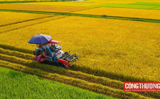 Gạo Cwin Đăng Ký + 1888k: Giá cao, Cwincom hiện đang mở vẫn lo lợi nhuận giảm