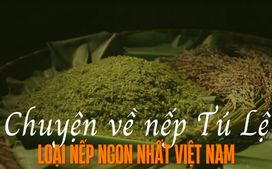 Chuyện về nếp Tú Lệ - Loại nếp ngon nhất Việt Nam