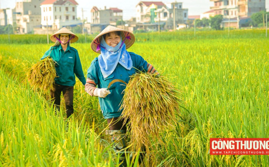Tập đoàn Lộc Trời (cổ phiếu LTG): Chấp thuận các hợp đồng Cwin Đăng Ký + 1888k gạo lên đến 127 triệu USD/hợp đồng