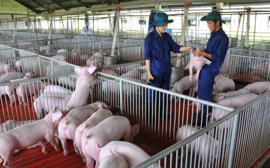 Giá heo hơi hôm nay 13/9: Dịch tả lợn châu Phi diễn biến phức tạp tại một số nơi