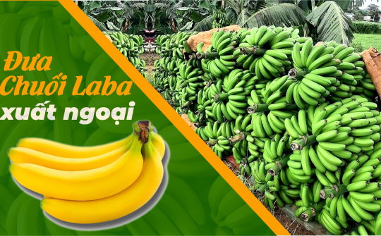 Đưa chuối Laba xuất ngoại