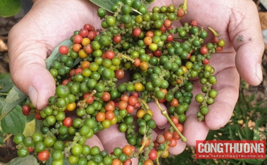 Giá tiêu hôm nay 19/9: Mục tiêu Cwin Đăng Ký + 1888k tỷ USD của hồ tiêu trong năm nay đối mặt nhiều thách thức