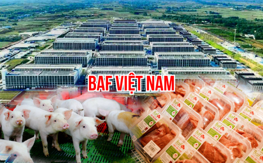 BaF Việt Nam (BAF): Hé lộ vũ khí chiến lược giúp đạt mục tiêu 10 triệu heo thương phẩm