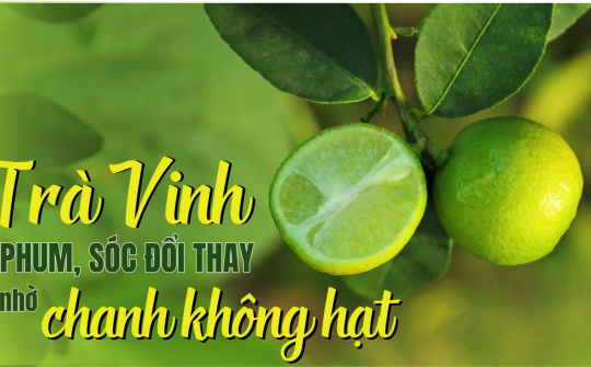 Trà Vinh: Phum, sóc đổi thay nhờ chanh không hạt
