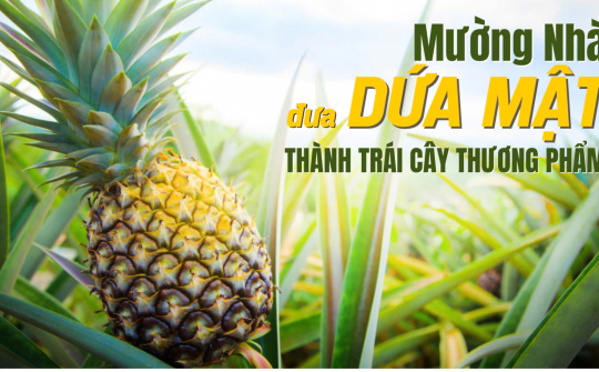 Mường Nhà: Đưa dứa mật thành trái cây thương phẩm