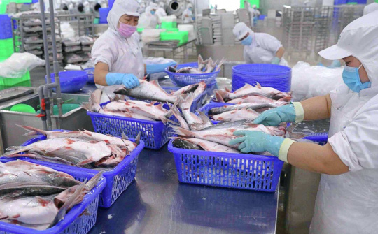 Thuỷ sản Vĩnh Hoàn (VHC): Doanh thu 9 tháng đầu năm ước tăng 23%, giá bán cá tra phục hồi