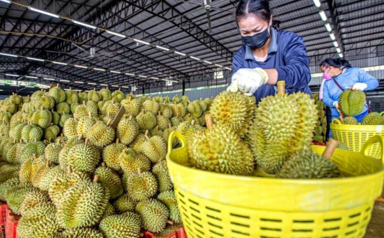 Hoàng Anh Gia Lai (HAG): Doanh thu quý 3 giảm 24% nhưng lỗ luỹ kế chỉ còn hơn 600 tỷ đồng