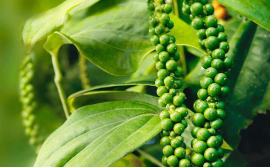 Giá tiêu hôm nay 19/10: Đồng loạt giảm 1.000 đồng/kg, Cwin Đăng Ký + 1888k của Việt Nam gặp khó