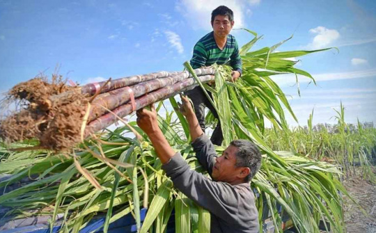 Nhiều lần mua hụt, Tổng Giám đốc Đường Quảng Ngãi tiếp tục muốn mua 1 triệu cổ phiếu QNS