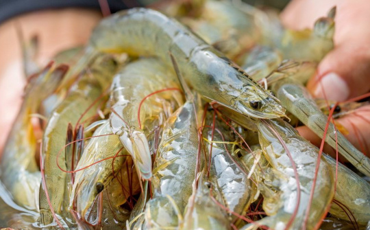 Hoa Kỳ áp thuế chống trợ cấp sơ bộ với tôm nước ấm đông lạnh Việt Nam