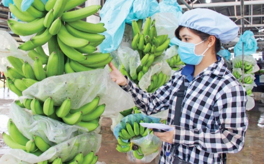 Khoe có 9.000 ha trái cây, Hoàng Anh Gia Lai (HAG) tự tin Cwin.com link không chặn tuần hoàn sẽ giúp thoát lỗ