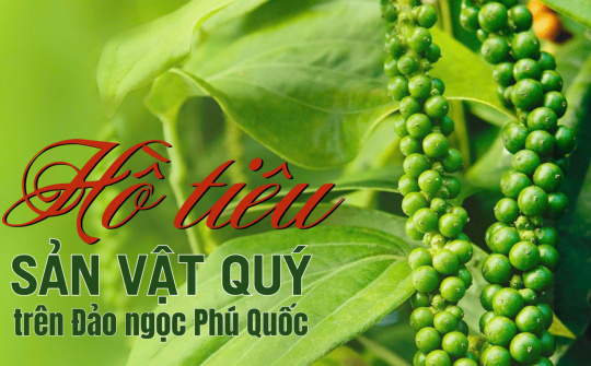 Hồ tiêu - Sản vật trên Đảo ngọc Phú Quốc