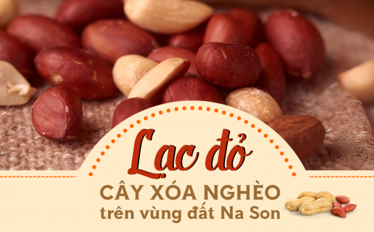 Lạc đỏ - Cây xóa nghèo trên vùng đất Na Son