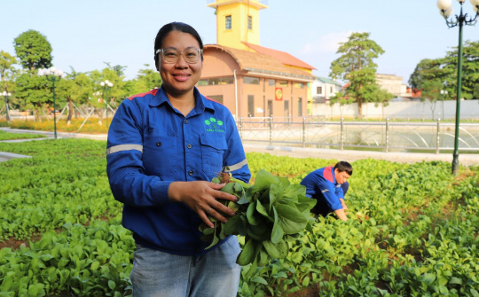 Supe Lâm Thao thu hoạch hơn 1 tấn rau từ vườn thực nghiệm