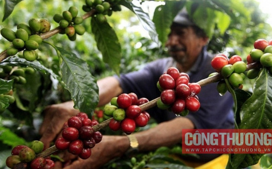 Giá cà phê hôm nay 2/11: Trong nước liên tục giảm giá, mất tới 14.000 đồng/kg sau 1 tháng