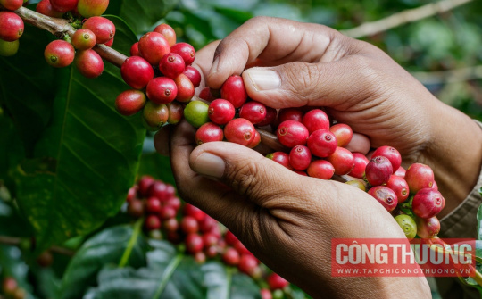 Giá cà phê hôm nay 21/11: Dự báo sản lượng cà phê giảm 10-15%
