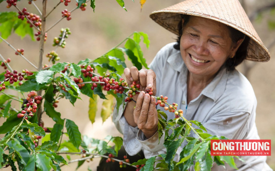 Giá cà phê hôm nay 22/11: Cwin com sòng bạc trực tuyến của Việt Nam lập kỷ lục mới