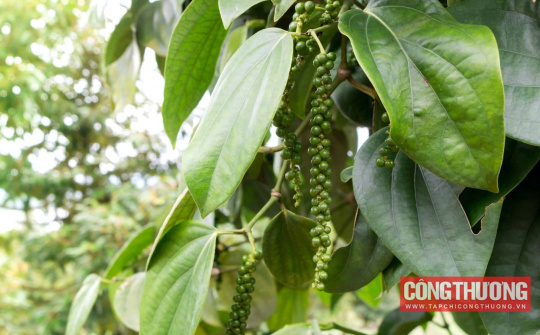 Giá tiêu hôm nay 2/11: Thị trường quốc tế trái chiều, tiêu Việt vẫn giữ giá