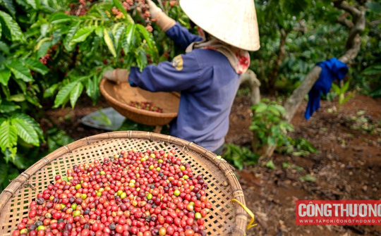 Giá cà phê hôm nay 11/12: Tiếp tục "tăng nhiệt", đạt mức kỷ lục mới