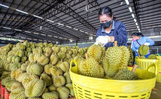 EU tăng tần suất kiểm tra với sầu riêng Việt Nam