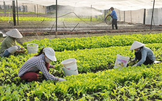 Đánh giá tổng quan tình hình nghiên cứu chính sách hỗ trợ phát triển hợp tác xã