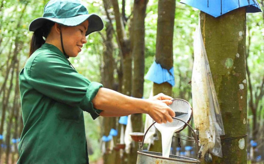 Cao su Đắk Lắk (DRI) sẽ khai thác hơn 8.200 ha cao su, mạnh tay mở rộng vườn sầu riêng