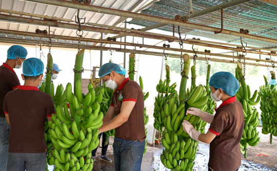 Thua lỗ sâu, HAGL Agrico (HNG) vẫn trả hơn 1.000 tỷ đồng cho Hoàng Anh Gia Lai (HAG)