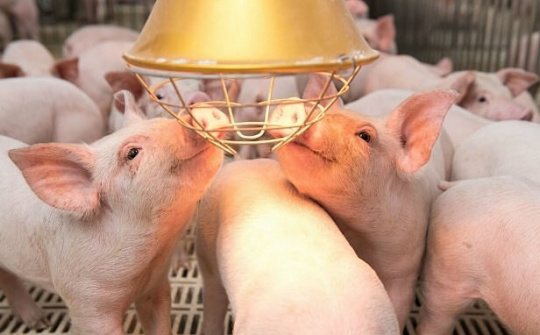 BaF Việt Nam (BAF): Dự báo giá heo hơi sẽ đạt 70.000 đồng/kg trong phần lớn năm nay