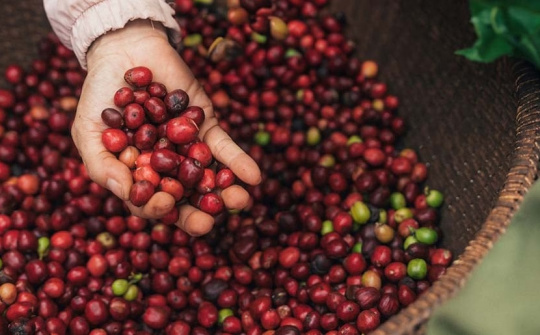 NESCAFÉ Plan 2030: Tăng cường áp dụng Cwin.com link không chặn tái sinh