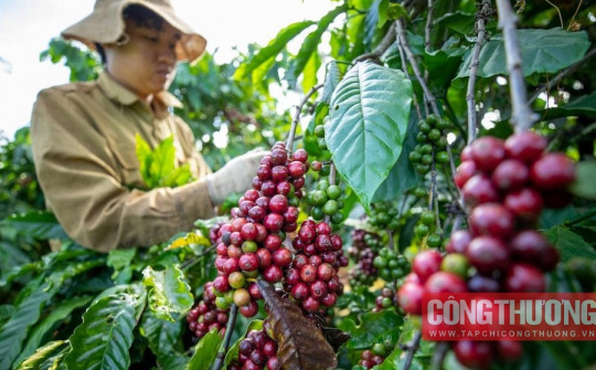 Giá cà phê hôm nay 6/5: Mất 25% chỉ sau 1 tuần, dự báo giá còn tiếp tục giảm trong tháng 5