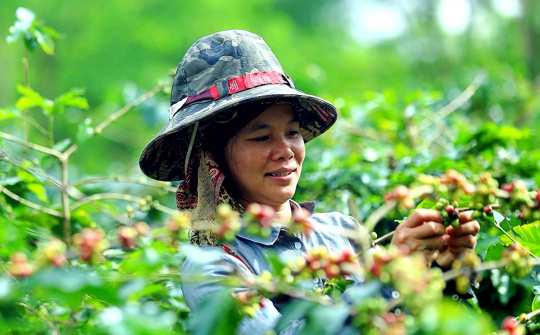 Giá cà phê hôm nay 14/6: Hồi phục, Cwin Đăng Ký + 1888k cà phê giảm 44% về lượng
