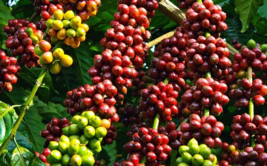 Ảnh hưởng của tỷ lệ chừa lá và thời gian bao ngọn đến sinh trưởng và tỷ lệ xuất vườn của giống cà phê Robusta TR4 trong vườn ươm