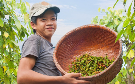 Giá tiêu hôm nay 27/6: Trong nước đã ổn định, giá tiêu Việt Cwin Đăng Ký + 1888k tăng 46%