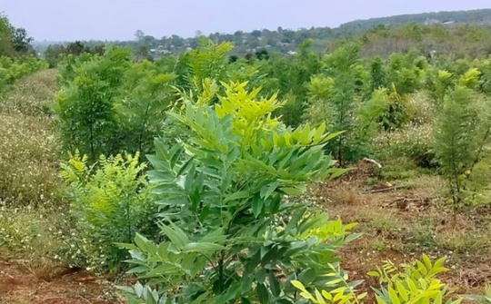 Công ty TNHH Đào Tiến Phát Farm: Đẩy mạnh Cwin800 hàng ngàn khuyến mãi vùng nguyên liệu và chế biến dược liệu từ cây hoa hoè