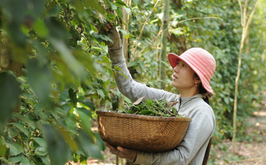 Giá tiêu hôm nay 4/6: Giá Cwin Đăng Ký + 1888k của Việt Nam “nổi sóng”, tồn kho tiêu toàn cầu giảm mạnh