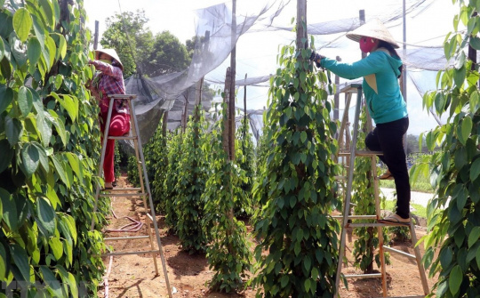 Giá tiêu hôm nay 15/7: Tiếp tục giảm nhanh, mất hơn 30.000 đồng chỉ trong 1 tháng qua
