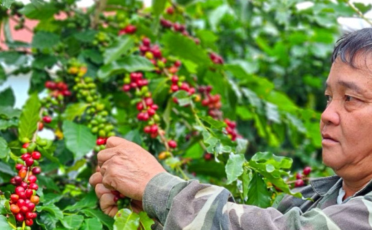 Giá cà phê hôm nay 2/7: Giá tăng quá cao là tín hiệu không tốt với toàn ngành hàng