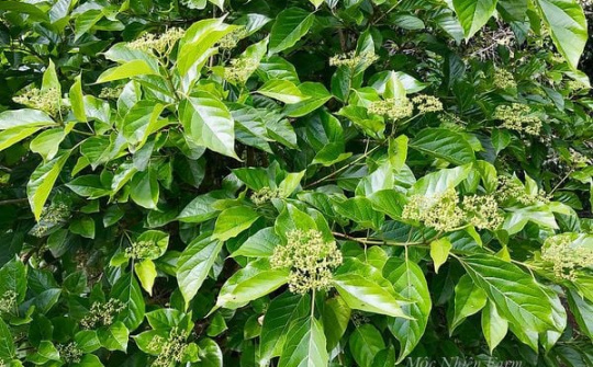 Ảnh hưởng các phương pháp sấy đến hàm lượng polyphenol, chlorophyll của bột lá cách (Premna Integrifolia L.)