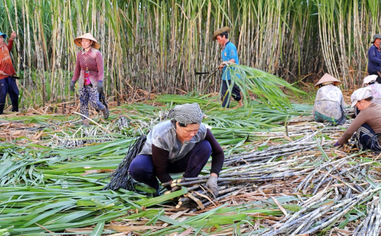 Giá đường trong nước neo cao, Mía đường Sơn La (SLS) báo lãi cao kỷ lục mới