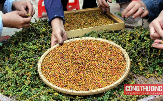 Giá tiêu hôm nay 3/7: Có nơi mất đến 5.000 đồng/kg, lượng giao dịch thấp kỷ lục