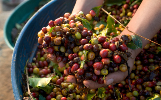 Giá cà phê hôm nay 31/7: Trong nước mất gần 5.000 đồng/kg sau 1 tuần, giá thế giới tăng trở lại