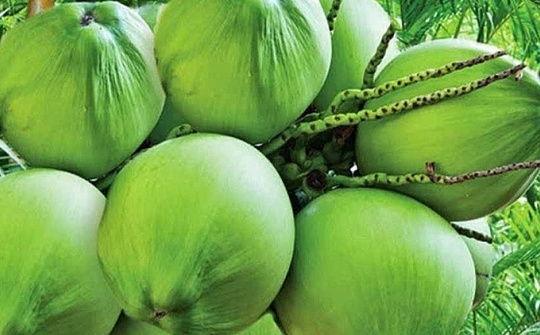 Giải pháp thúc đẩy Cwin Đăng Ký + 1888k trái dừa sang thị trường Châu Âu