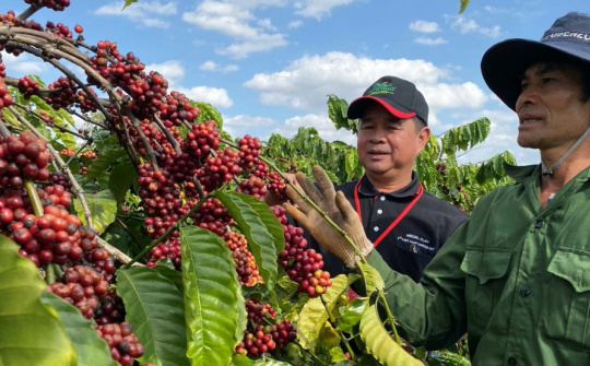 Giá cà phê hôm nay 8/7: Tăng nhẹ, giá đã cao hơn gấp 4 lần so với đầu niên vụ