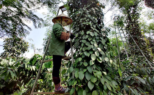Giá tiêu hôm nay 8/7: Tiếp tục nhích tăng, căng thẳng nguồn cung sẽ kéo dài trong 5 năm tới